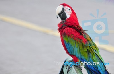 A Colourful, Beautiful, Vivid Parrot In The Street Stock Photo