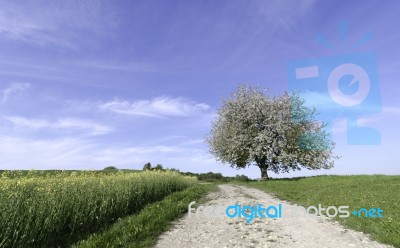 A Countryside Lane  Stock Photo