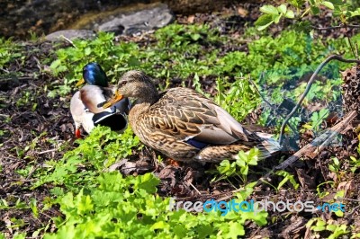 A Couple Of Ducks Stock Photo