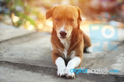 A Cute Brown Dog Lying  On The Foot Path Stock Photo