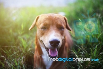 A Cute Brown Dog Lying On The Green Grass Stock Photo