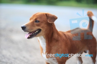 A Cute Brown Dog Outdoor Stock Photo