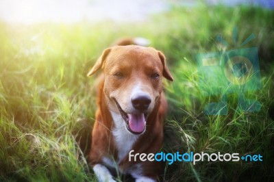 A Cute Brown Dog Outdoor Stock Photo