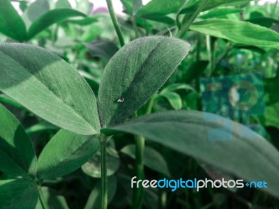 A Dew Of Water On A Leaf After Rain With A Reflection Of Sunlight Stock Photo