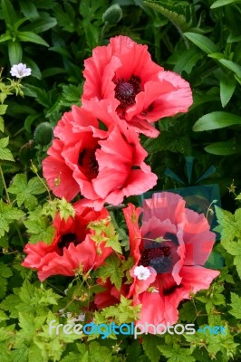 A Display Of Poppies (papaver) In An English Country Garden Stock Photo