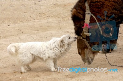 A Dog And A Camel Are Together Friendly And Lovely Stock Photo