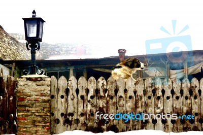 A Dog Looking Over A Fence In A Mist Covered Photograph Stock Photo