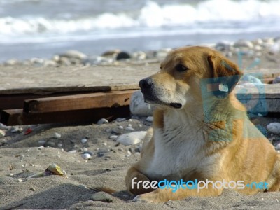 A Dog Sitting In The Street At The Seaside In The Summer Stock Photo