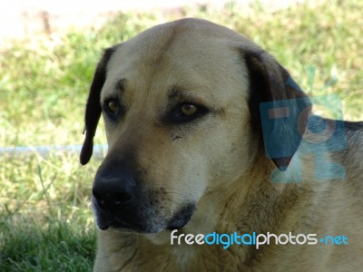 A Dog Sitting In The Street In The Summer Stock Photo