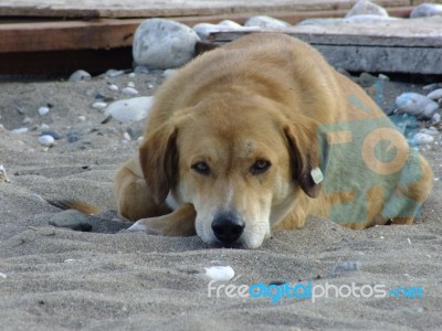 A Dog Sitting In The Street In The Summer Stock Photo