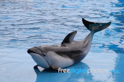 A Dolphin Lying On A Wet Blue Floor By The Pool Background Is Water Wave. Selective Focus Stock Photo