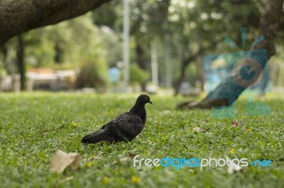 A Dove In The Park Stock Photo