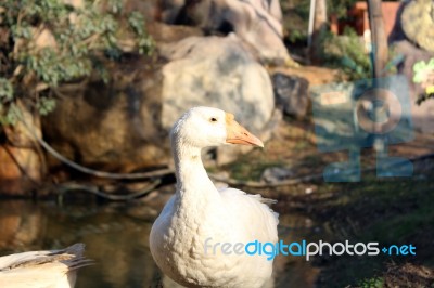 A Duck Enjoying Around A Pond Stock Photo