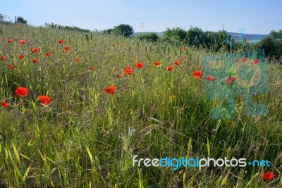 A Field Of Poppies In Kent Stock Photo