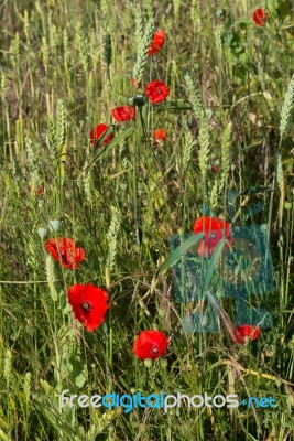 A Field Of Poppies In Kent Stock Photo