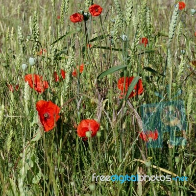 A Field Of Poppies In Kent Stock Photo