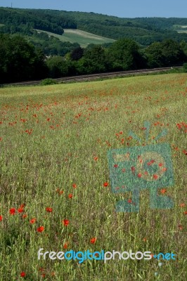 A Field Of Poppies In Kent Stock Photo