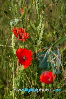 A Field Of Poppies In Kent Stock Photo