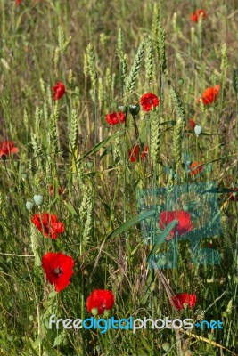 A Field Of Poppies In Kent Stock Photo