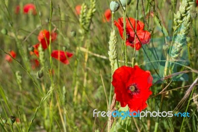 A Field Of Poppies In Kent Stock Photo