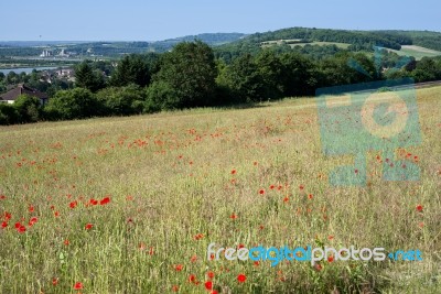 A Field Of Poppies In Kent Stock Photo