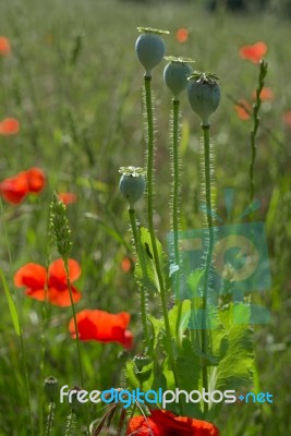 A Field Of Poppies In Kent Stock Photo