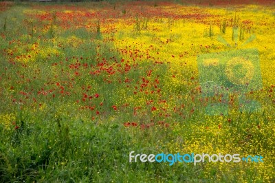 A Field Of Spring Flowers In Castiglione Del Lago Stock Photo