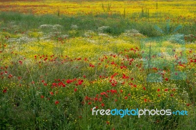 A Field Of Spring Flowers In Castiglione Del Lago Stock Photo