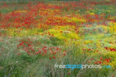 A Field Of Spring Flowers In Castiglione Del Lago Province Of Pe… Stock Photo