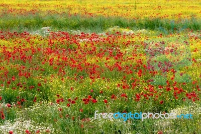 A Field Of Spring Flowers In Castiglione Del Lago Province Of Pe… Stock Photo