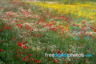 A Field Of Spring Flowers In Castiglione Del Lago Province Of Pe… Stock Photo