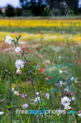 A Field Of Spring Flowers In Castiglione Del Lago Province Of Pe… Stock Photo