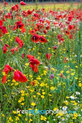 A Field Of Spring Flowers In Castiglione Del Lago Province Of Pe… Stock Photo