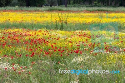 A Field Of Spring Flowers In Castiglione Del Lago Province Of Pe… Stock Photo