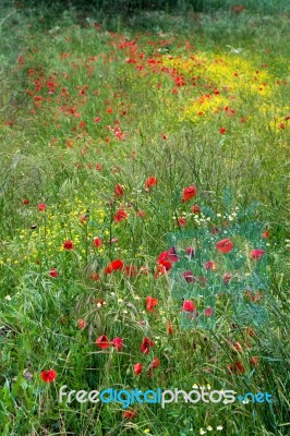 A Field Of Spring Flowers In Castiglione Del Lago Province Of Pe… Stock Photo