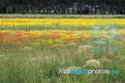 A Field Of Spring Flowers In Castiglione Del Lago Province Of Pe… Stock Photo