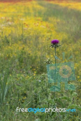 A Field Of Spring Flowers In Castiglione Del Lago Province Of Perugia Stock Photo