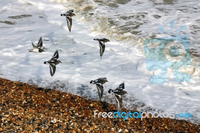 A Flock Of Turnstones (arenaria Interpres) Flying Along The Beac… Stock Photo