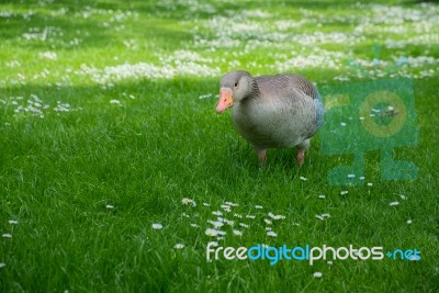 A Greylag Goose (anser Anser) Wandering Through The Grass Stock Photo