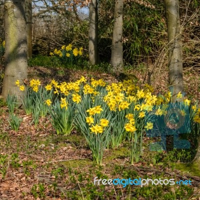 A Group Daffodils Flowering In Spring Sunshine Stock Photo