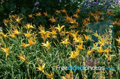 A Group Of Lilies (lilium) In A Garden In Kent Stock Photo