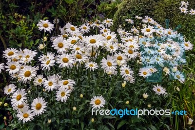 A Group Of Oxeye Daisies (leucanthemum Vulgare) Stock Photo