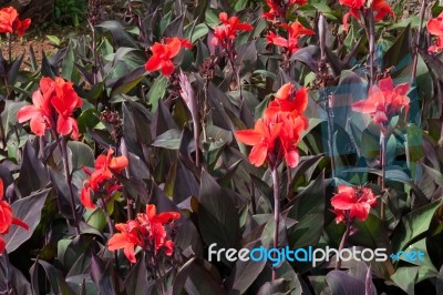 A Group Of Schizostylis Coccinea Flowering In A Park In Funchal Stock Photo