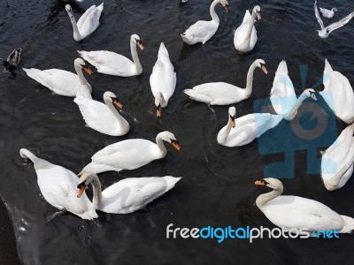 A Group Of Swans Stock Photo