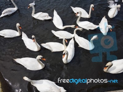 A Group Of Swans Stock Photo