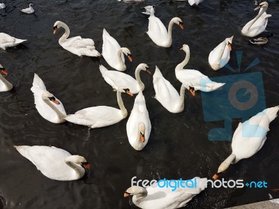 A Group Of Swans Stock Photo