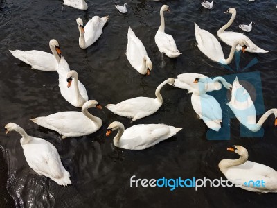 A Group Of Swans Stock Photo