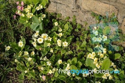 A Group Of Yellow Primroses Flowering In The Spring Sunshine Stock Photo