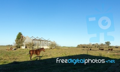 A Horse In The Farm Stock Photo