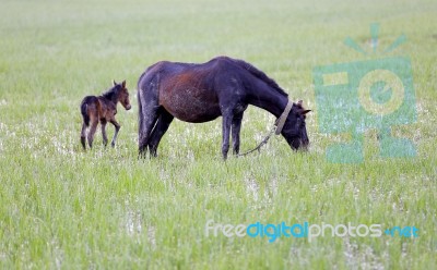 A Horse In The Nature On The Grass Stock Photo